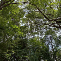 空が見えないほど高い木で覆われている