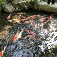 日本庭園
