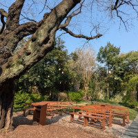 大きなシンボルツリーの桜の木