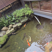 入口を入ってすぐに鯉がいます
