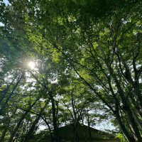 木漏れ日が綺麗です。雨の日もしっとりとしていて幻想的でした