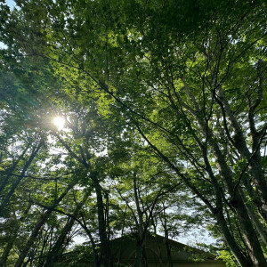 木漏れ日が綺麗です。雨の日もしっとりとしていて幻想的でした|753391さんの旧軽井沢KIKYOキュリオ・コレクションbyヒルトン(元:旧軽井沢ホテル)の写真(2466430)