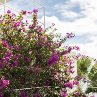 ピンクの花