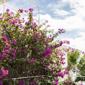 ピンクの花|753598さんのザ・ギノザリゾート 美らの教会/アールイズ・ウエディングの写真(2467519)