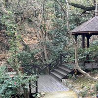 1月に撮影したので、花は咲いていませんでした。