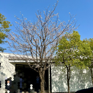 4月上旬のガーデンの桜です。|753898さんのEYOHAKU(ヨハク)の写真(2568393)