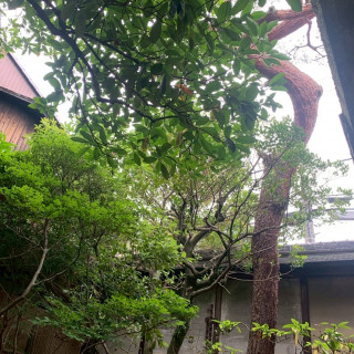 緑豊かな会場です