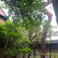 緑豊かな会場です