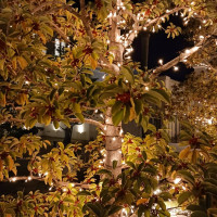 夜になるとライトアップが綺麗です