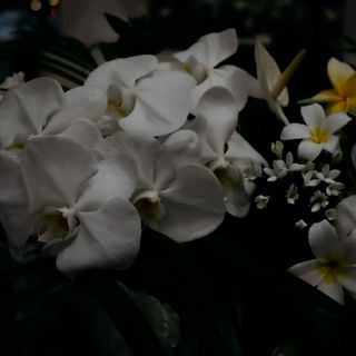 THE KAHALA HOTEL & RESORT YOKOHAMA (カハラホテル&リゾート横浜)のクチコミ 装花・コーディネートの写真(1枚目)