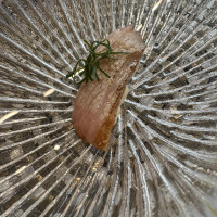 サプライズで出してもらった炙りのお寿司