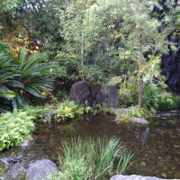庭の池