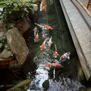 披露宴会場外の庭？の池の鯉たち|760610さんのTHE KAWABUN NAGOYA（ザ・カワブン・ナゴヤ）の写真(2485805)