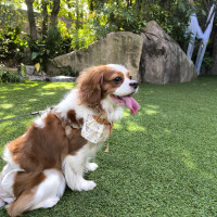 ガーデンなので愛犬たちも気軽に参加