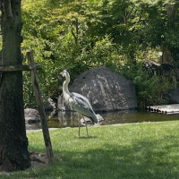 日本庭園に遊びに来るアオサギ