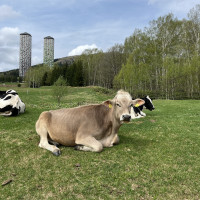 ファームの動物