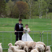 ファームの動物