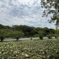 庭から日本庭園が一望