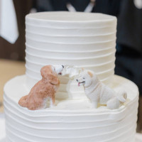 我が家の愛犬がケーキをつまみ食いしてる風にしてもらいました！
