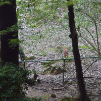 控え室から見える景色です
鹿がいます