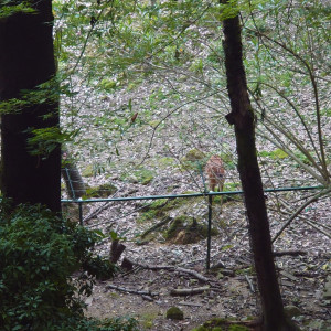 控え室から見える景色です
鹿がいます|763547さんのザヒルトップテラス奈良の写真(2500727)