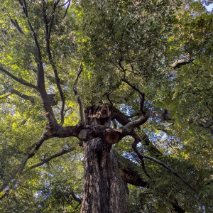 大きな木が2本生えています|763777さんのラ・クラリエールの写真(2502574)