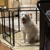 大型犬用のゲージ