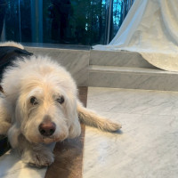 リングドッグ。式中。