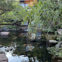 庭と鯉