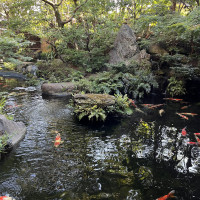鯉