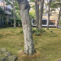 チャペル側から見た中庭