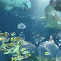 トンネルの魚
