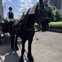 セレモニーで使える馬車