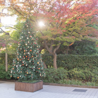 チャペル前のクリスマスツリー