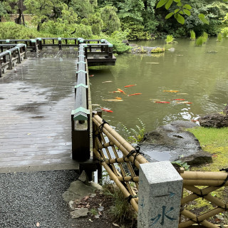 池には鯉がいます。