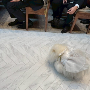 わんちゃんのリングドッグに参加していただきました|767837さんのアーカンジェル代官山/テイクアンドギヴ・ニーズウェディングの写真(2521573)