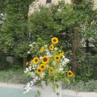 チャペルに置いたひまわり。外にもきたよ