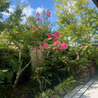 京都らしさがある庭。