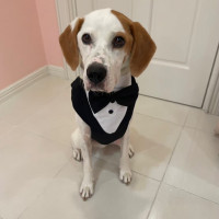 ペット同伴で嬉しかったです！