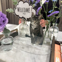 愛猫のアクリルスタンドを作成、持ち込みをして受付に飾りました