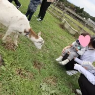 会場近くにヤギもいます。