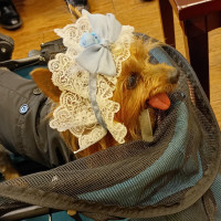 ペットも連れて行ける