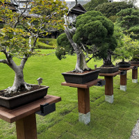 緑が多く綺麗でした
盆栽はあえて雨でも出しっぱなしらしいです