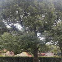 大きな木があります