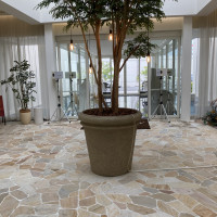 ロビーの観葉植物