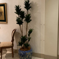 ロビーの観葉植物が綺麗です。