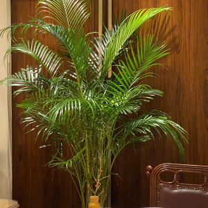 観葉植物がありとても落ち着いた感じで良かったです。|771274さんのレストランひらまつ博多の写真(2553863)