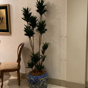 ロビーの観葉植物が綺麗です。|771274さんのレストランひらまつ博多の写真(2553866)