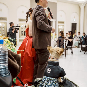 イベント中も愛犬が近くにいれる環境でした|771381さんのアーフェリーク迎賓館（熊本）/テイクアンドギヴ・ニーズウェディングの写真(2539011)