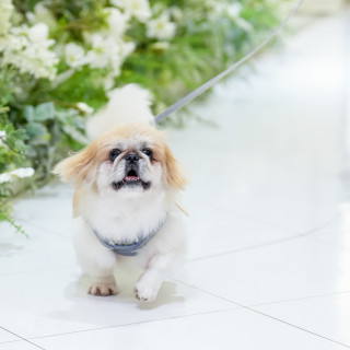 挙式中のリングドッグ